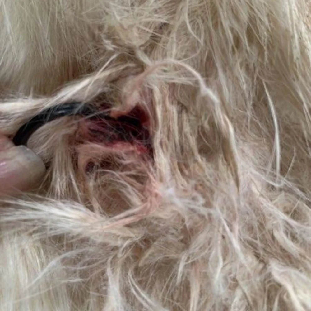 Made Korea Rabbit Fur - Picture 10 of 11